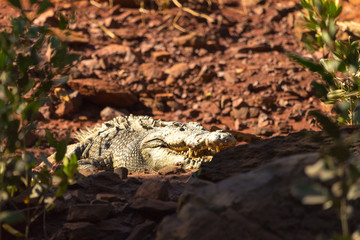 A large Salt water Crocodile basks in the sunlight. Kimberley, Australia.