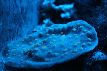 coral