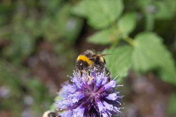 Hummel trinkt Nektar an koreanischer Minze
