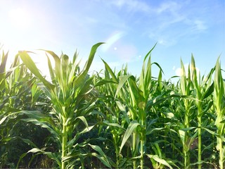 young corn plant in field with sun light ray in concept agricultural ingredients