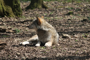 wolf