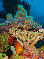 Fototapeta na wymiar Clownfish and coral