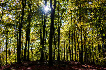 Buchenwald im Herbst - Hunsrück, Deutschland