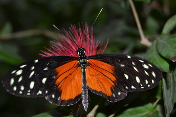 Natures Beauty as a Whole