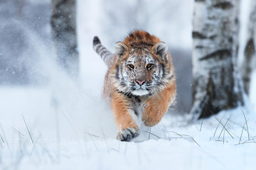 Siberian tiger, Panthera tigris altaica, male with snow in fur, running directly at camera in deep snow. Attacking predator in action. Taiga environment, freezing cold, winter.