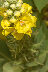 Königskerze mit Blütenkranz