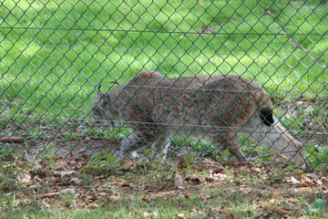 lynx