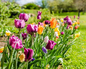 multicolored tulip in a garden surrounded by grass