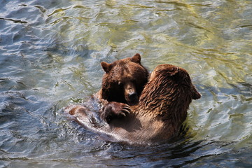 Fototapeta premium brown bear