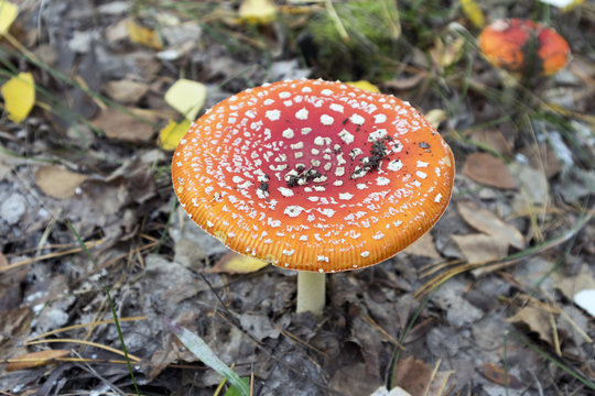 One red spotted fly agaric in the autumn forest