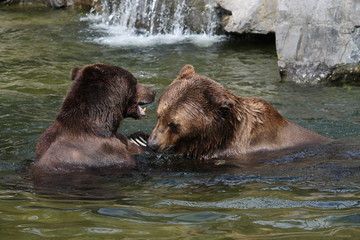 brown bear