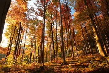 Autumn beech forest at sunrise 