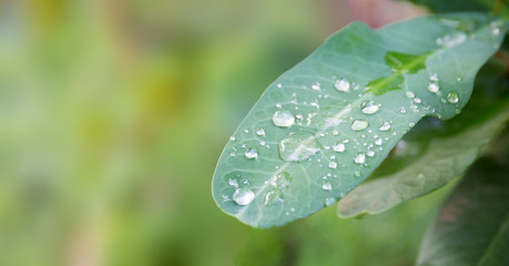 Dew Drops on a Leaf with Blurry Background