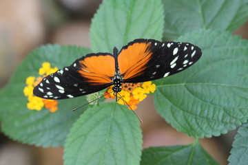 exotic butterfly