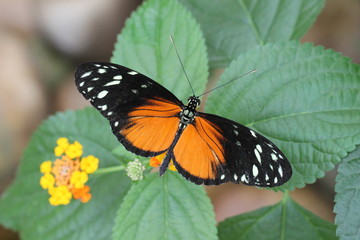 exotic butterfly