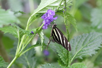 exotic butterfly © Thomas