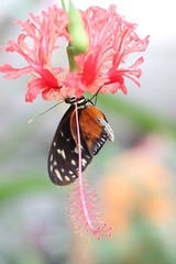 exotic butterfly