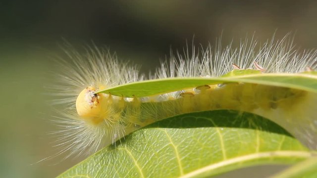 worm