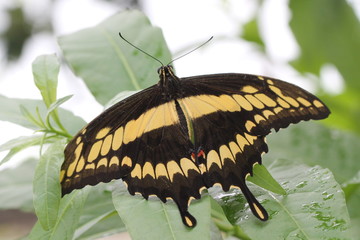 tropical butterfly