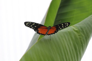 tropical butterfly