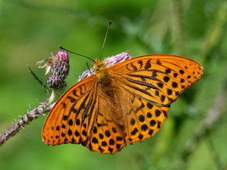 Argynnis paphia