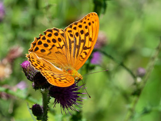 Argynnis paphia