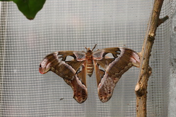 tropical butterfly