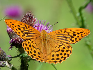 Obraz premium Argynnis paphia