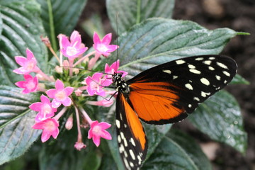 Fototapeta na wymiar tropical butterfly