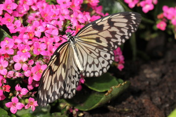 tropical butterfly