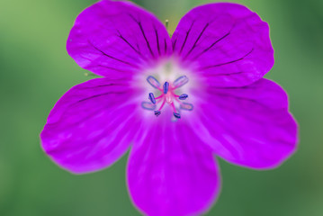 Violet flower close up macro