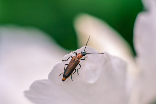 Small bug on white flower macro