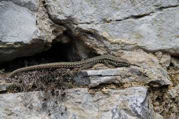 common wall lizard