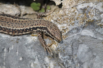 common wall lizard