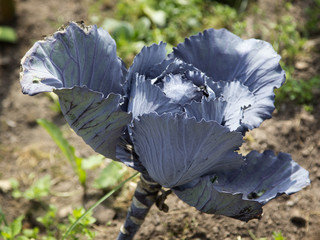 Red cabbage ripening in the garden