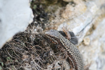 common wall lizard