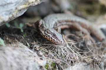 common wall lizard