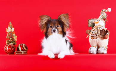 Papillon lies with Christmas decorations. Decorative dog and New Year. Beautiful white puppy with a red head on a red background. Continental Spaniel.
