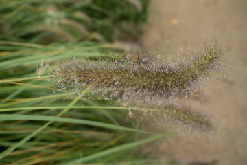 Fine plant with rain drops