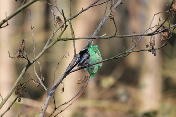 long tailed tit