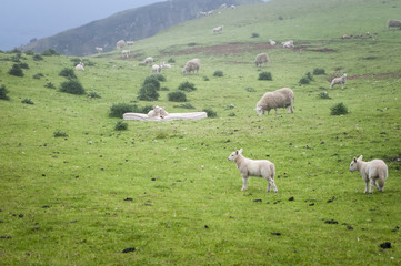 Fototapeta premium Matress Lambs. Two lambs taking things easy on a mattress left in the field, Scottish Highlands, Scotland.