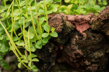 Peperomia growing on stone