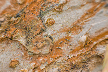 Old tree bark close up