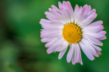 Pink flower close up macro