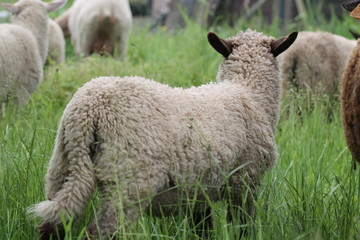 Fototapeta premium sheep