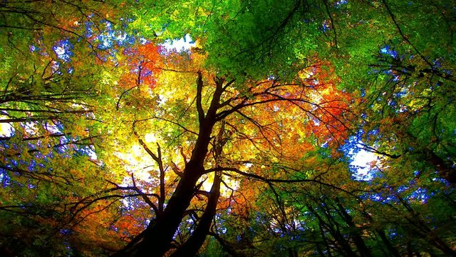 Buchenwald, Herbstwald, Herbstblätter, Herbstfärbung, Herbst, bunte Blätter, indian summer, Spessart, 4K