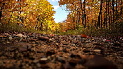 Obraz premium Autumn colors on dirt road