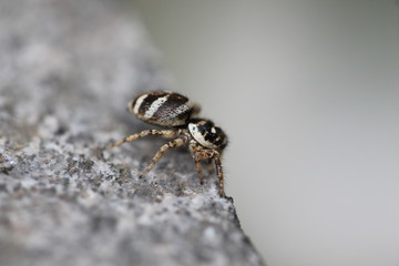 jumping spider
