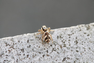 jumping spider