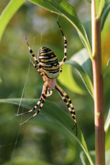 wasp spider